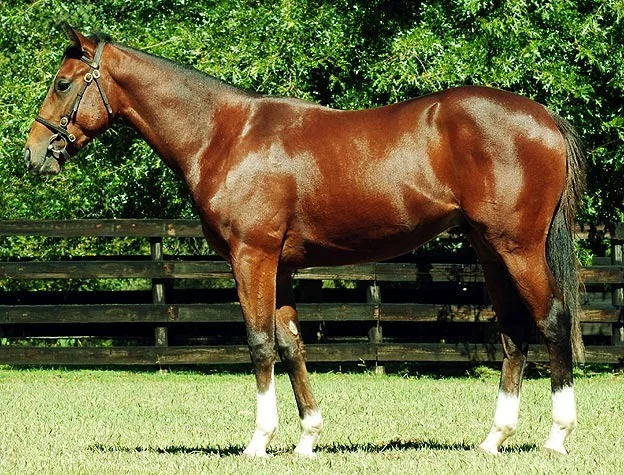 Lot 411 - National Yearling Sale 2012