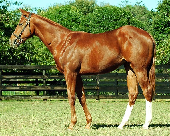 Lot 62 - National Yearling Sale 2012