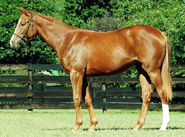 Lot 38 - National Yearling Sale 2012