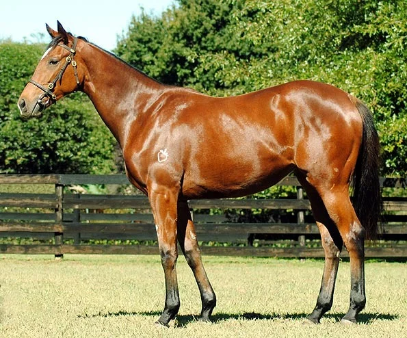 Lot 7 - National Yearling Sale 2012