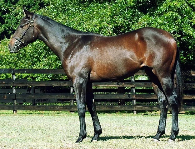 Lot 135 - National Yearling Sale 2012