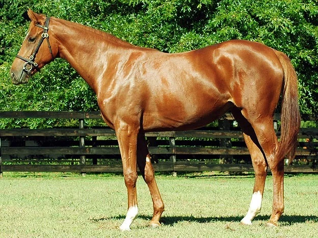 Lot 167 - National Yearling Sale 2012