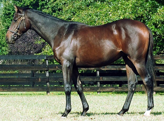 Lot 143 - National Yearling Sale 2012