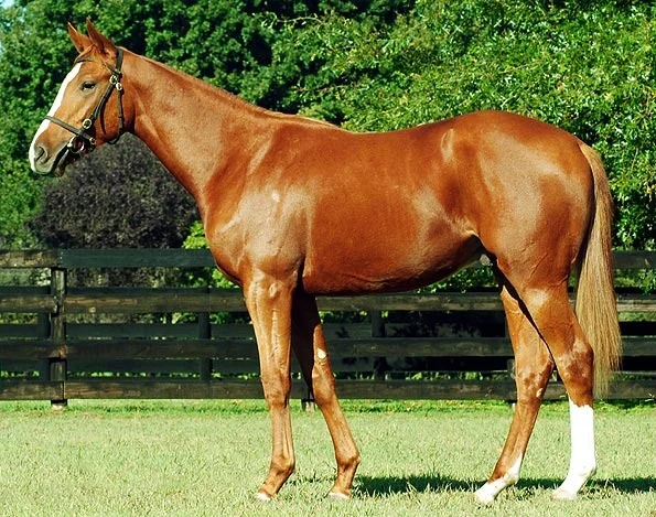 Lot 251 - National Yearling Sale 2012