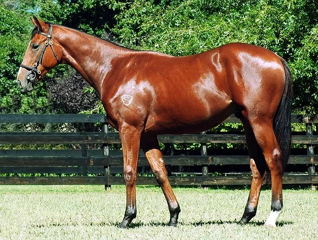 Lot 218 - National Yearling Sale 2012