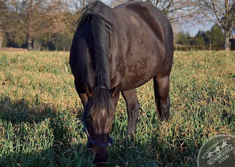 Broodmares Foaling Season Prep 20