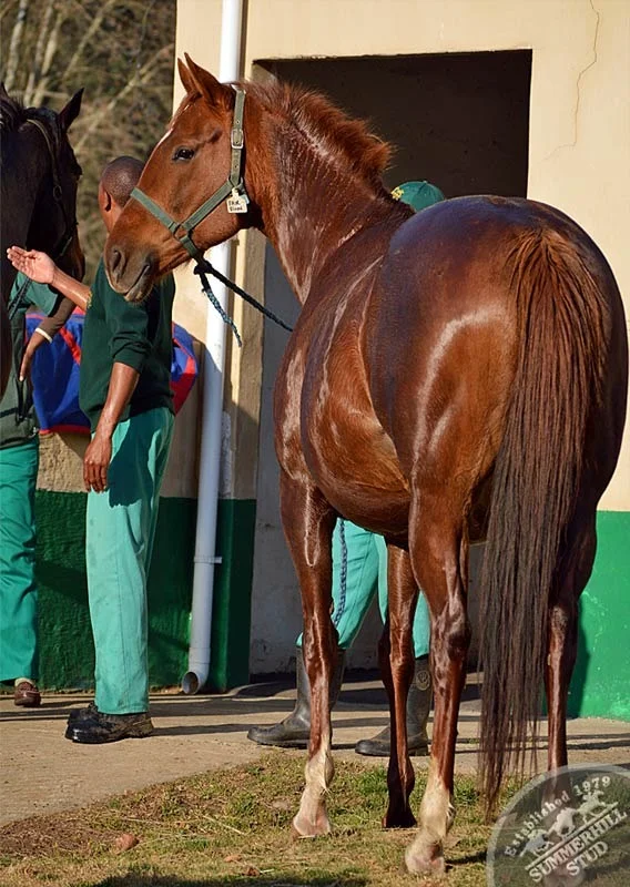 Broodmares Foaling Season Prep 12