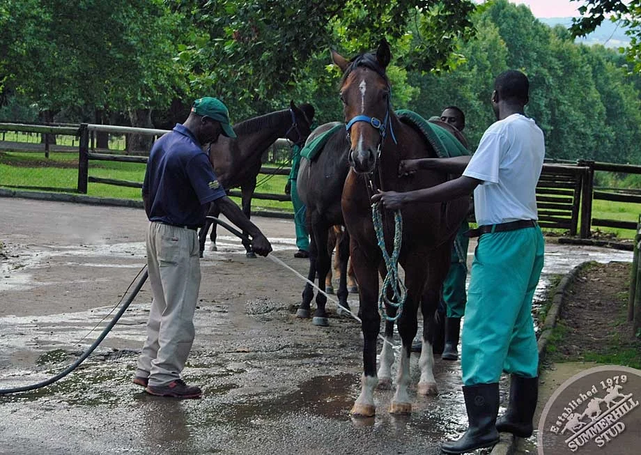 National Yearling Sale Draft 2012 2