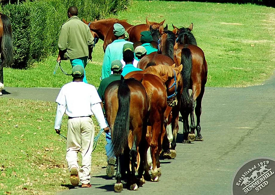 National Yearling Sale Draft 2012 4