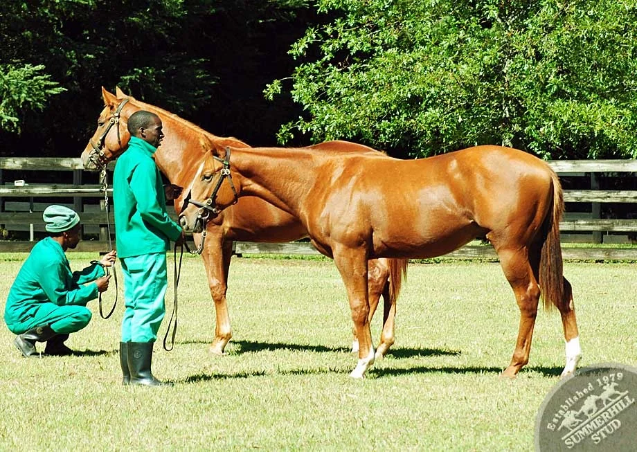 National Yearling Sale Draft 2012 10