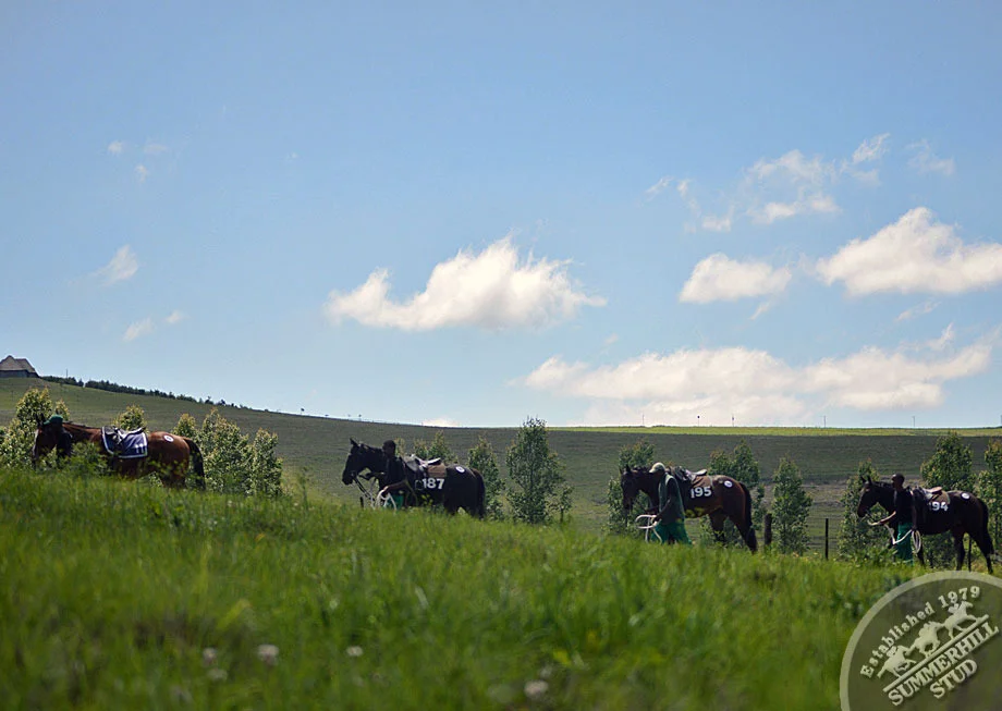 ready-to-run-gallops-summerhill-12.jpg