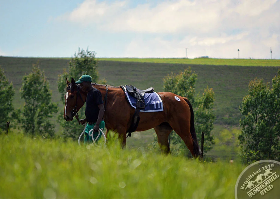 ready-to-run-gallops-summerhill-11.jpg