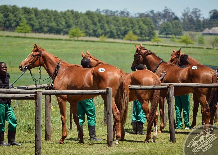 ready-to-run-gallops-summerhill-41.jpg