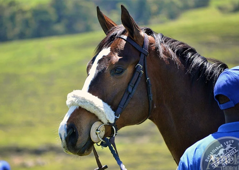 ready-to-run-gallops-summerhill-39.jpg