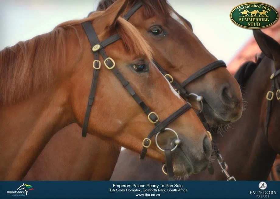 racehorse-sale-1