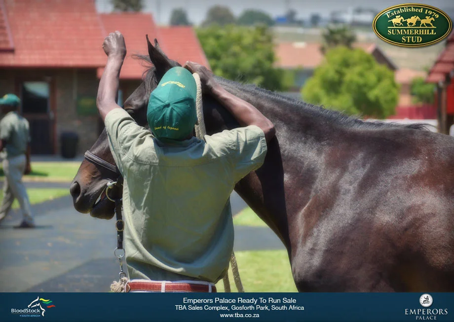 breeze-up-sale-south-africa