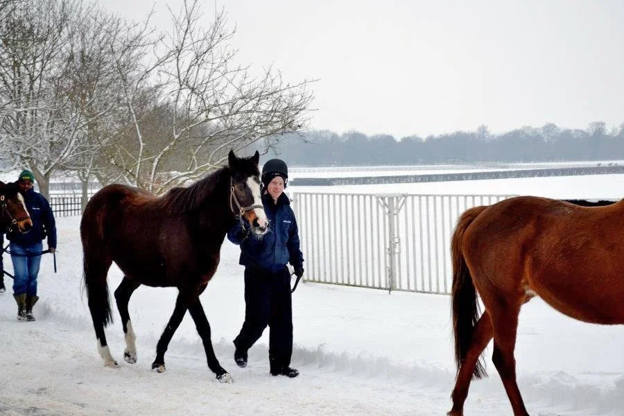 Horses in Snow