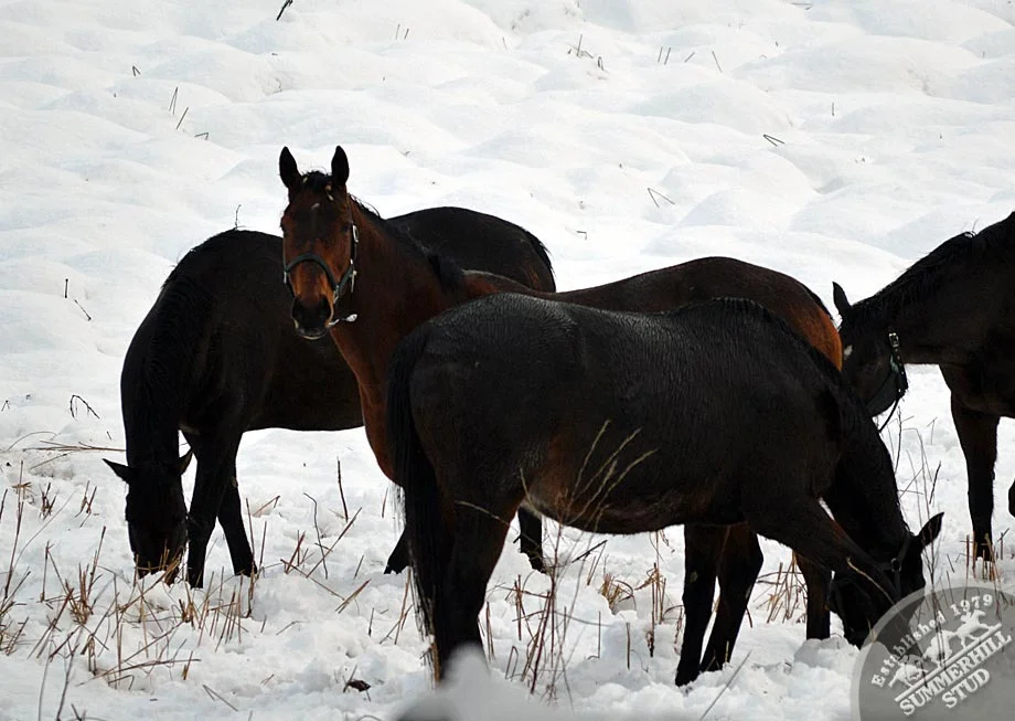 kzn-midlands-snow-2012-52.jpg
