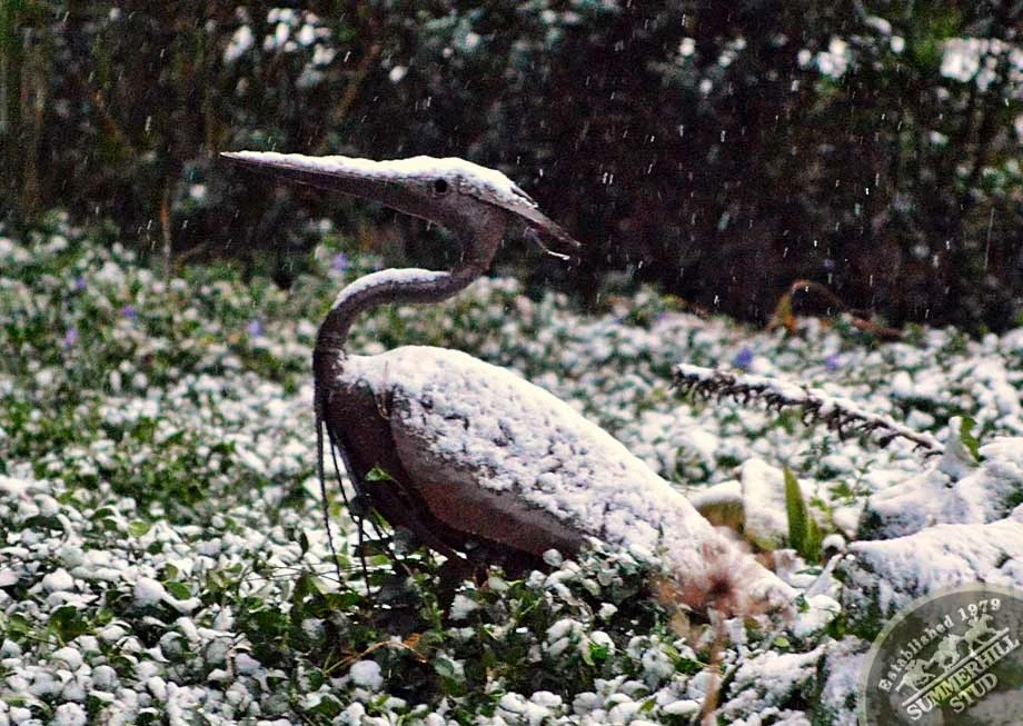 kzn-midlands-snow-2012-3.jpg