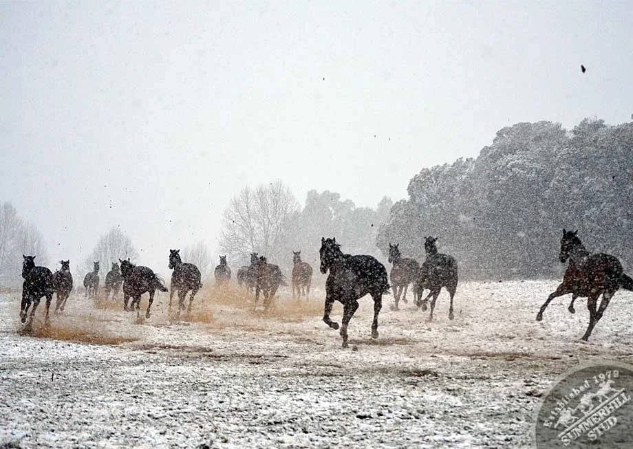 kzn-midlands-snow-2012-10.jpg