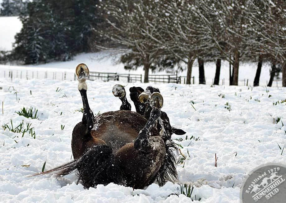 kzn-midlands-snow-2012-56.jpg