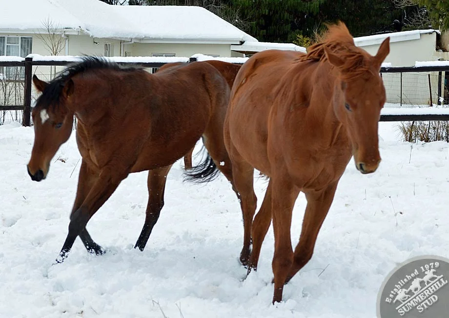 kzn-midlands-snow-2012-68.jpg