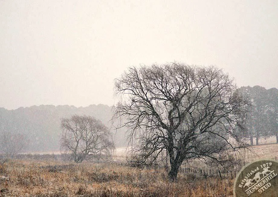 kzn-midlands-snow-2012-16.jpg