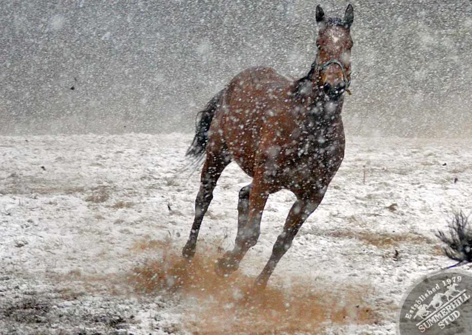 kzn-midlands-snow-2012-15.jpg