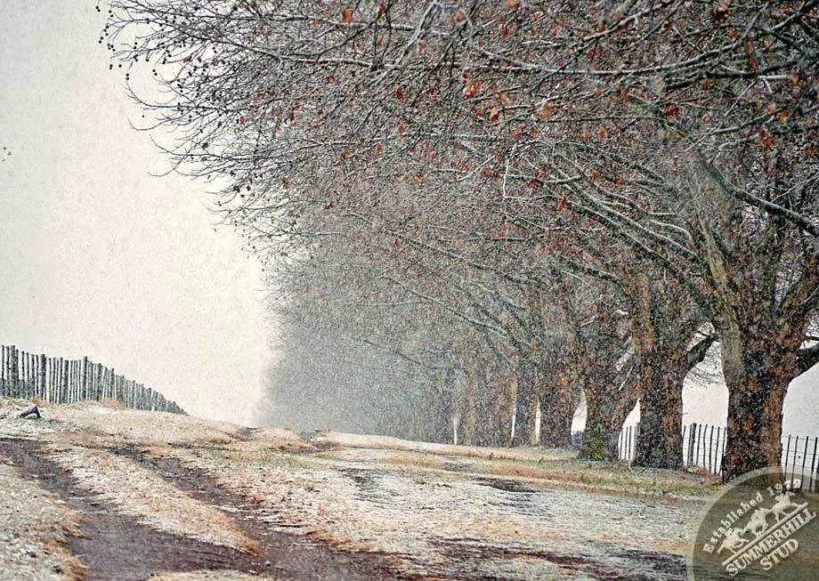 kzn-midlands-snow-2012-17.jpg
