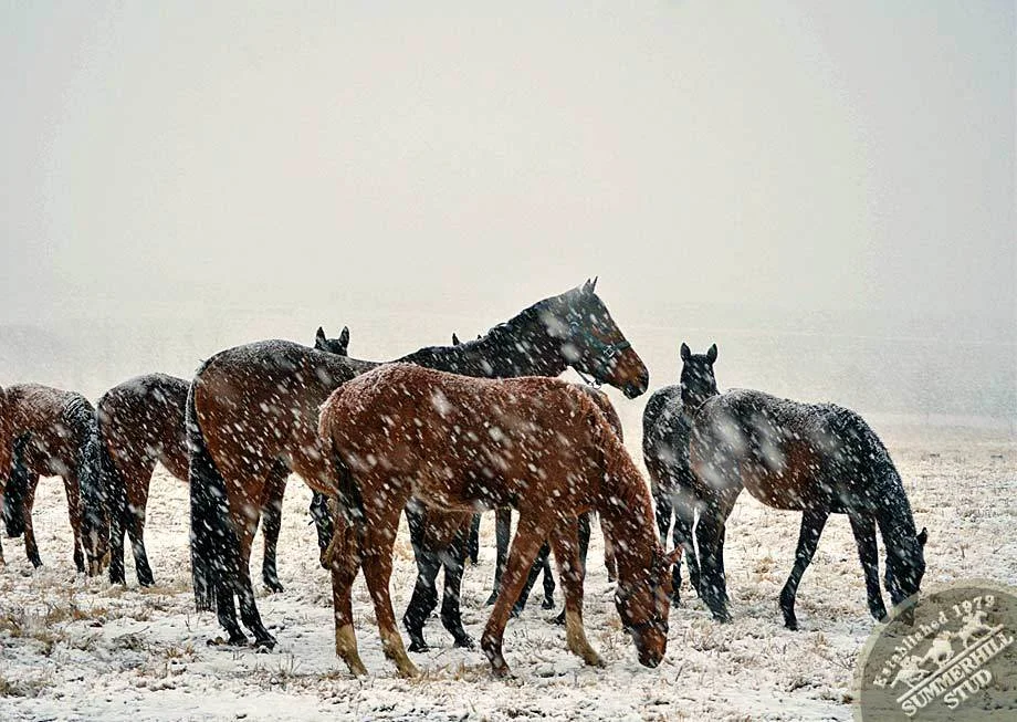 kzn-midlands-snow-2012-18.jpg