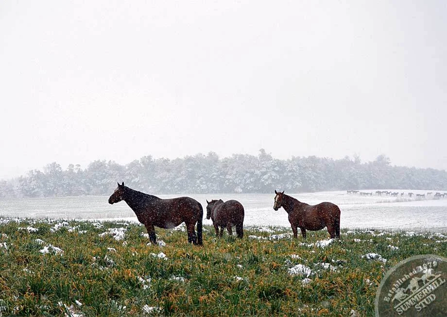 kzn-midlands-snow-2012-34.jpg