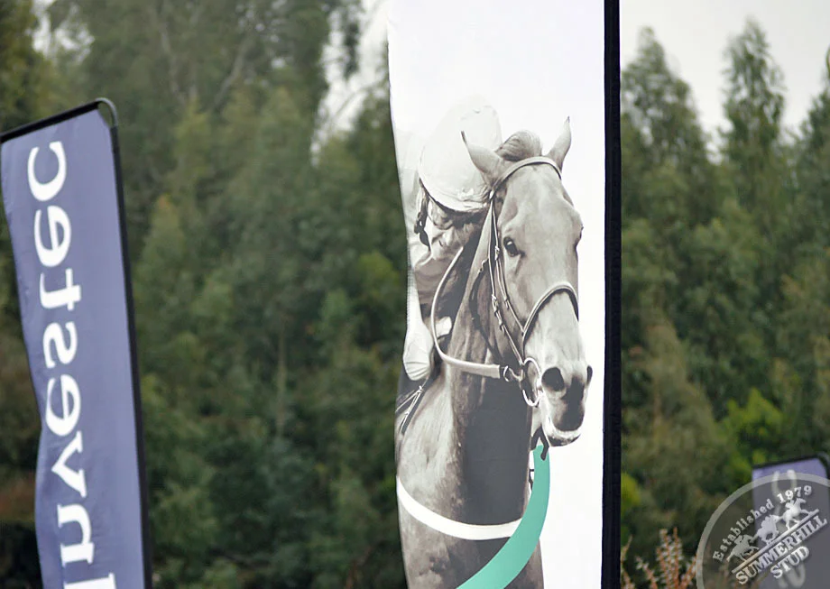 investec-stallion-day-2012-10.jpg