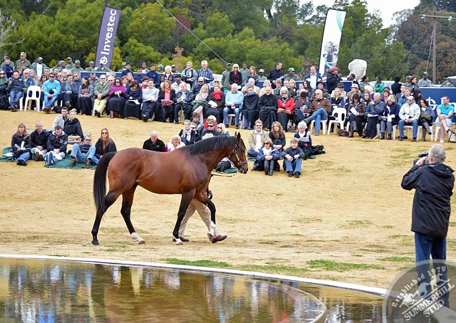 investec-stallion-day-2012-45.jpg