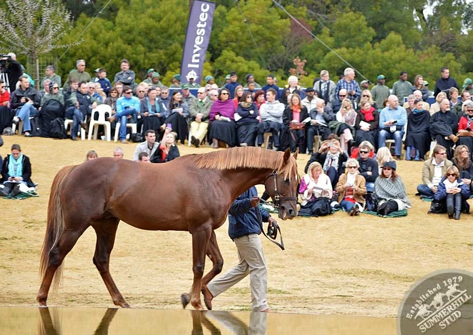 investec-stallion-day-2012-44.jpg