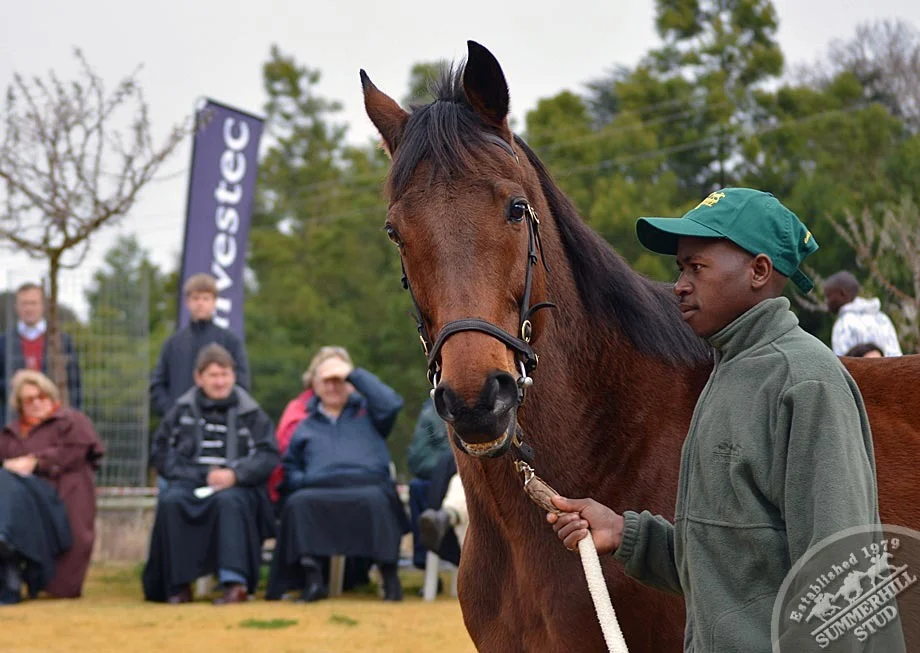 investec-stallion-day-2012-40.jpg