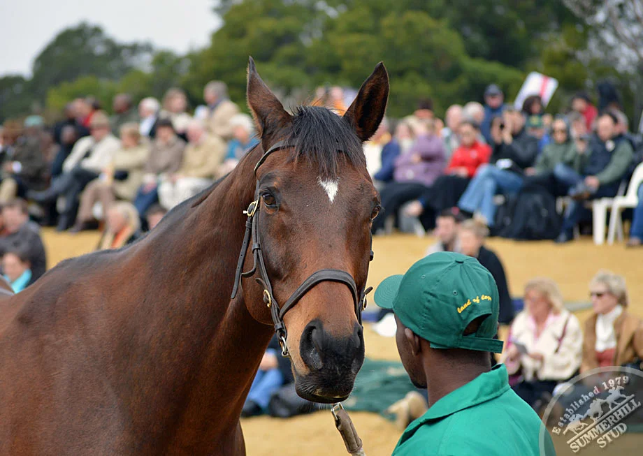 investec-stallion-day-2012-39.jpg