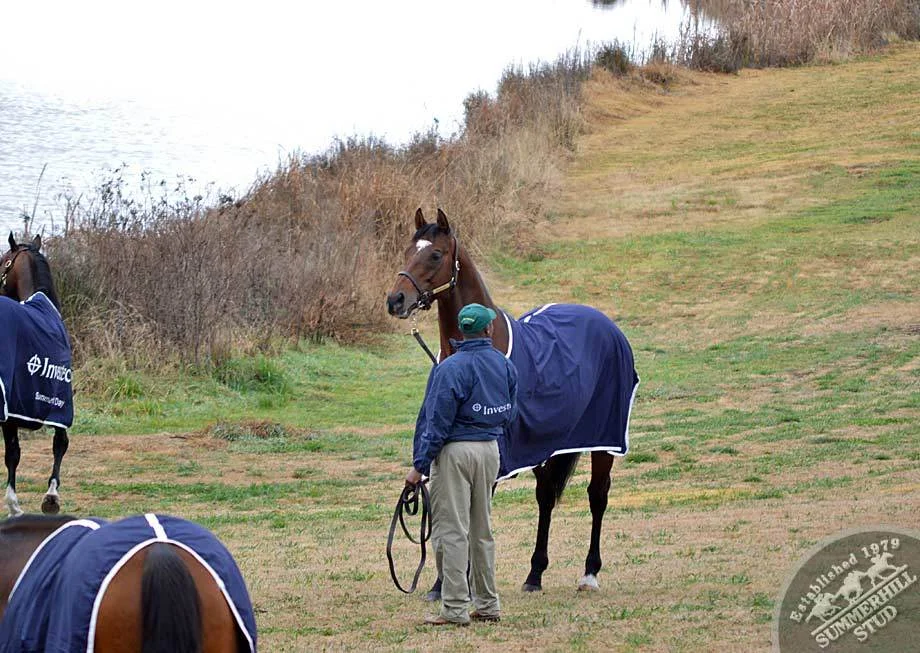 investec-stallion-day-2012-30.jpg