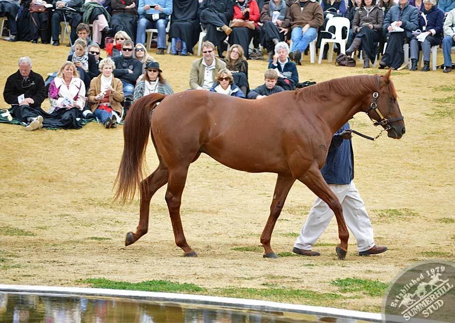 investec-stallion-day-2012-53.jpg