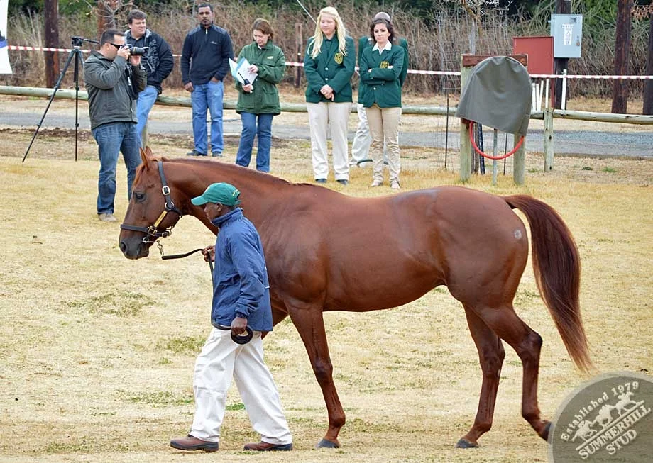 investec-stallion-day-2012-50.jpg