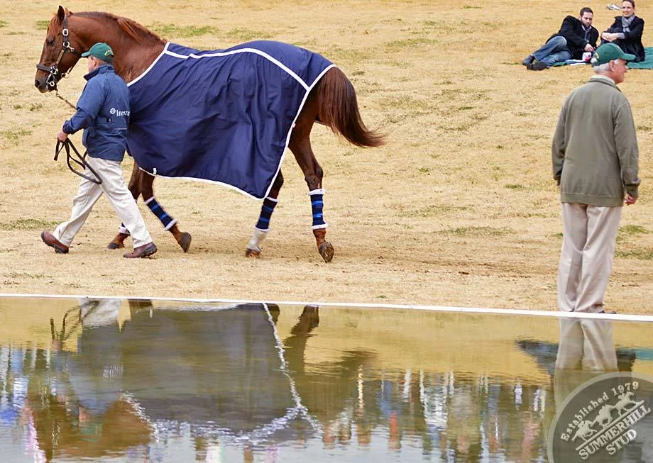 investec-stallion-day-2012-48.jpg
