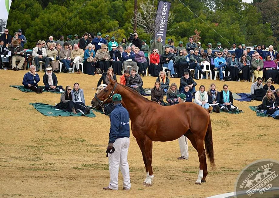 investec-stallion-day-2012-66.jpg