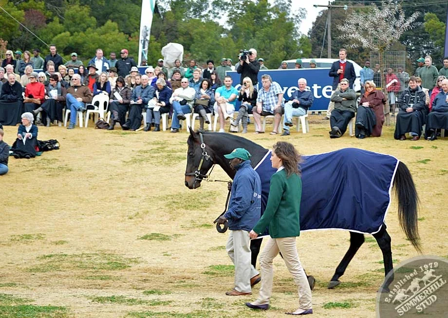 investec-stallion-day-2012-65.jpg