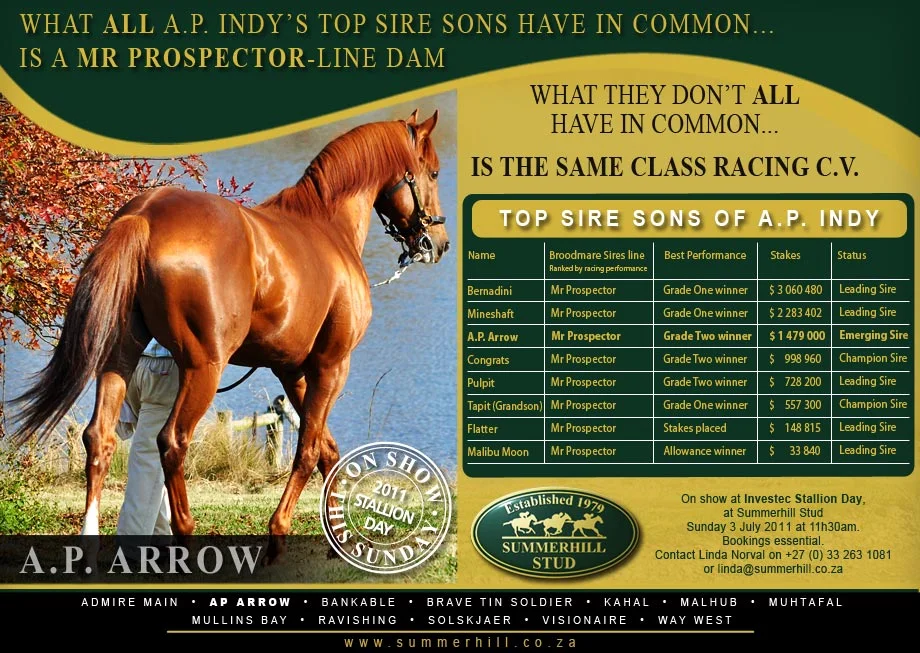 A.P. ARROW - INVESTEC STALLION DAY