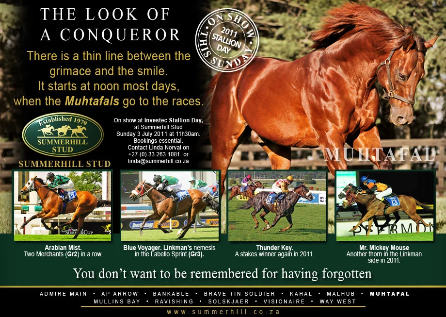 MUHTAFAL - INVESTEC STALLION DAY