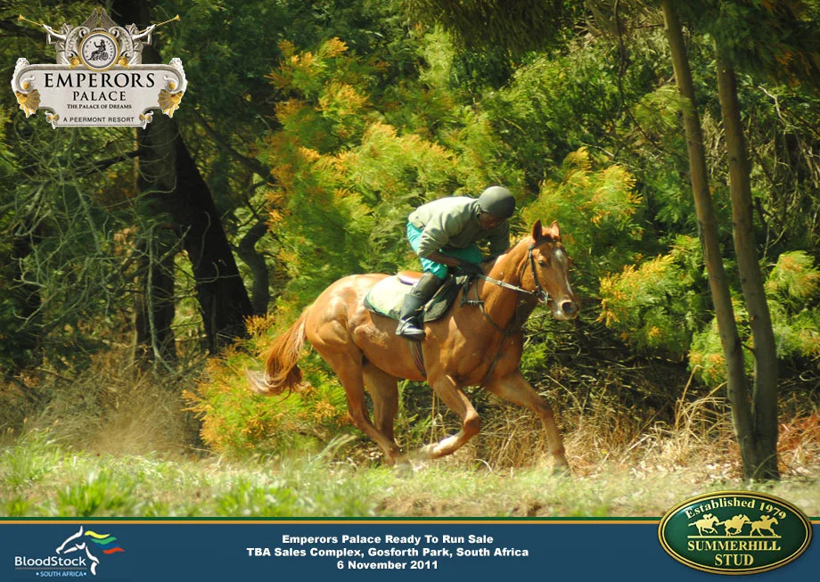 ready-to-run-horses-sept-2011-14