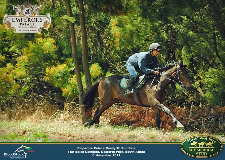 ready-to-run-horses-sept-2011-16