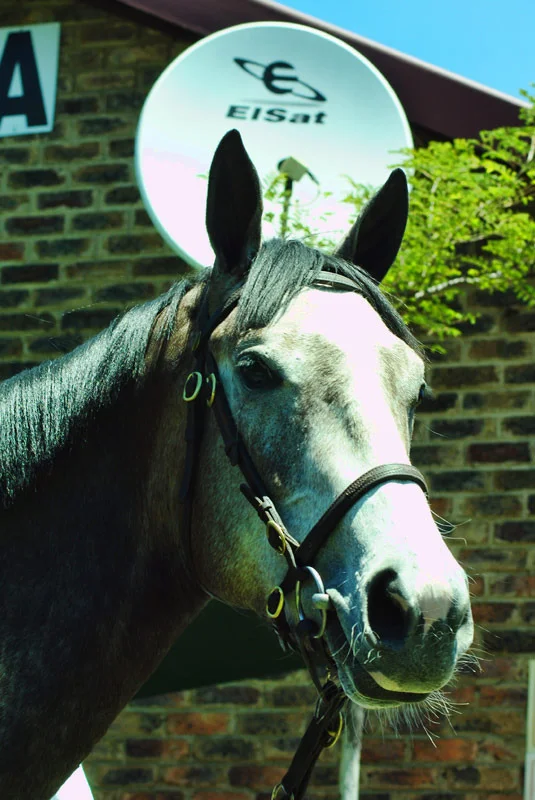 block-a-white-horse.jpg
