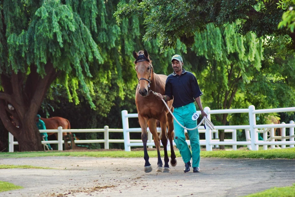 racehorse-sale.jpg