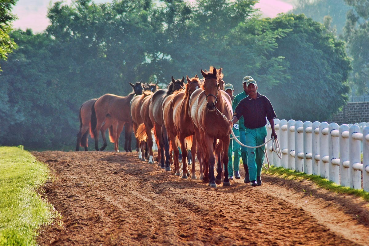 horses-walking-with-grooms.jpg
