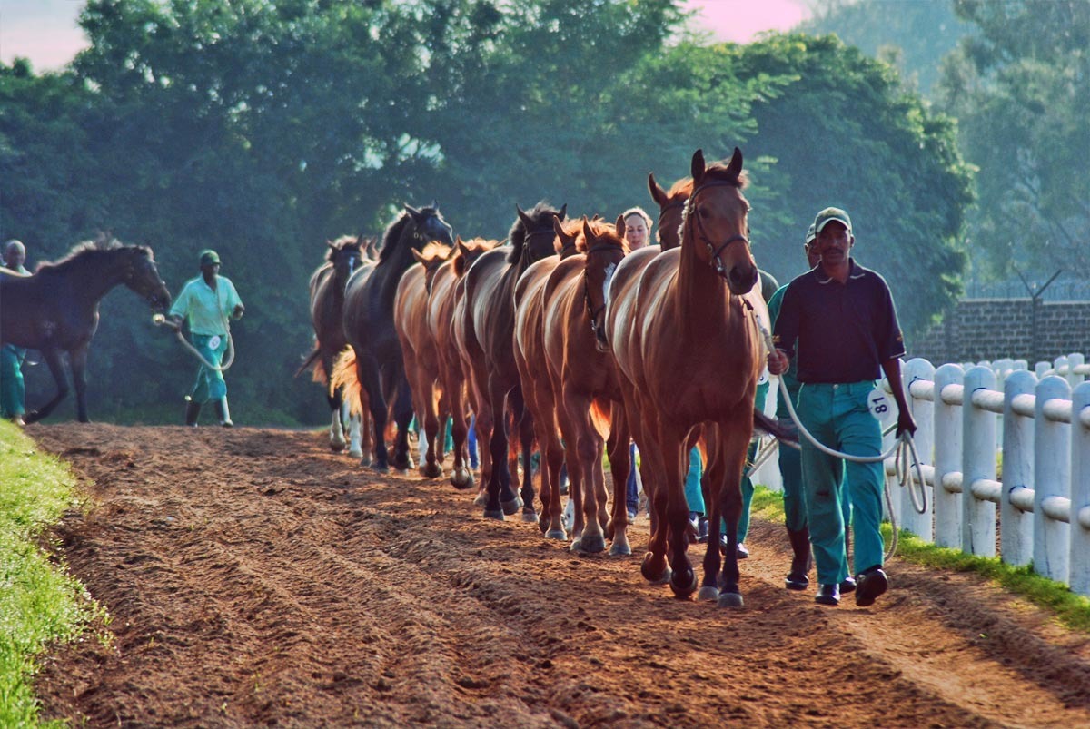 horses-walking-with-grooms-2.jpg